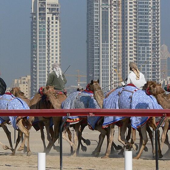 Racing camel, champion bloodline